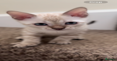 Bengal cats - Advert 7