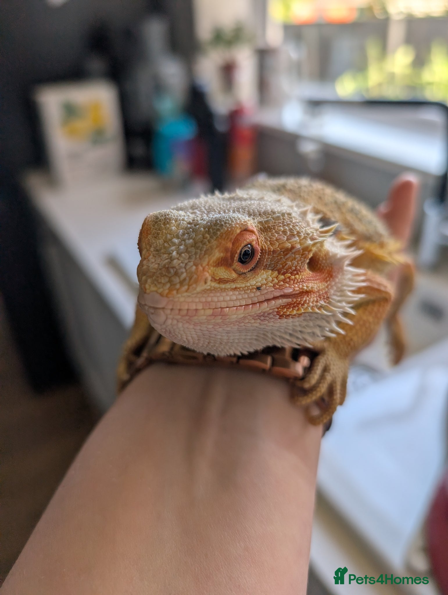 Bearded Dragon reptiles for sale: 1 year old bearded dragon  - Advert 2