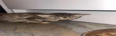 Lighter tabby 