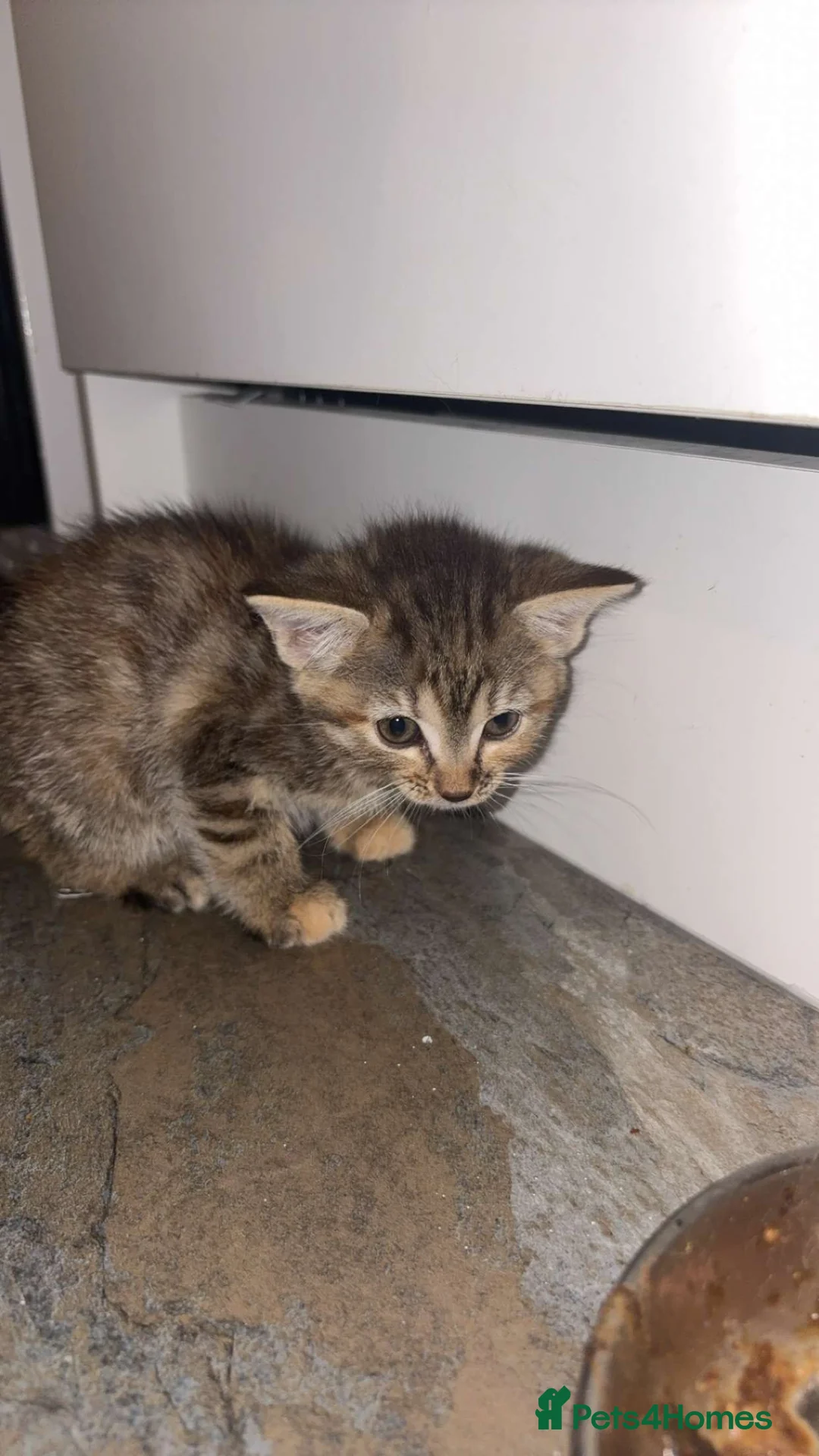 Mixed Breed cats for sale: Beautiful kittens! in Corsham - Advert 2