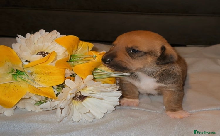 Mixed Breed dogs - Advert 2