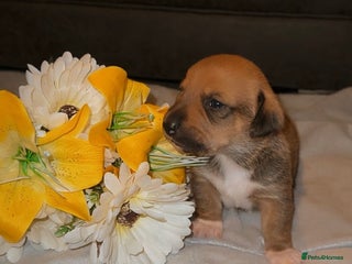 Mixed Breed dogs - Advert 1