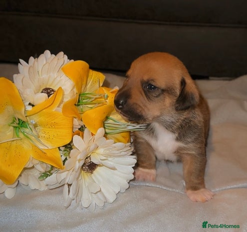 Mixed Breed dogs - Advert 1