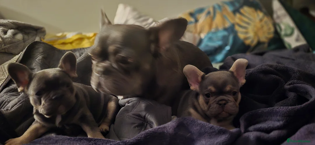 French Bulldog dogs for sale: 2 French Bulldogs puppies for sale  - Advert 5