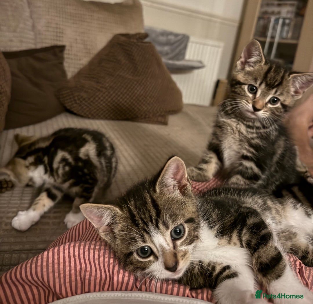 Domestic Shorthair cats for sale: 4 gorgeous Tabby’s looking for their forever home! - Image 9
