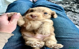 Cockapoo dogs for sale: Rare marked  small cockerpoo puppys  - Advert 7
