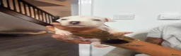 Staffordshire Bull Terrier dogs for sale: Puppys puppys puppys - Advert 24