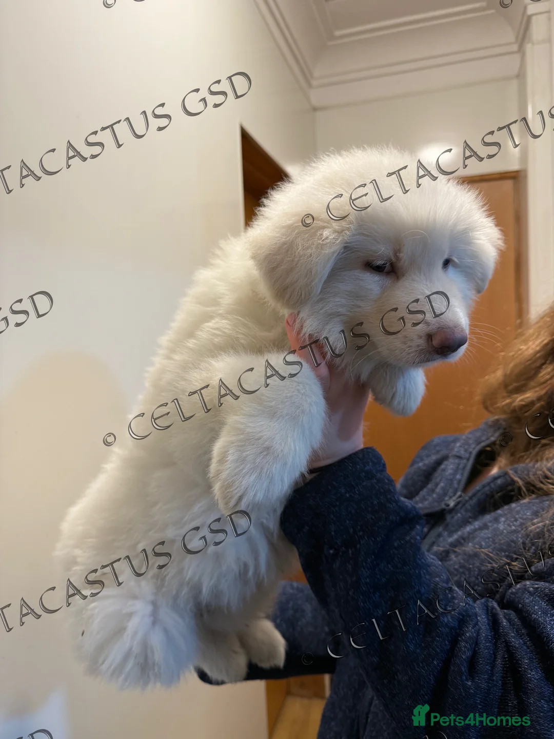 German Shepherd dogs for sale: Kcreg white blue and Isabella German shepherd pups - Advert 1