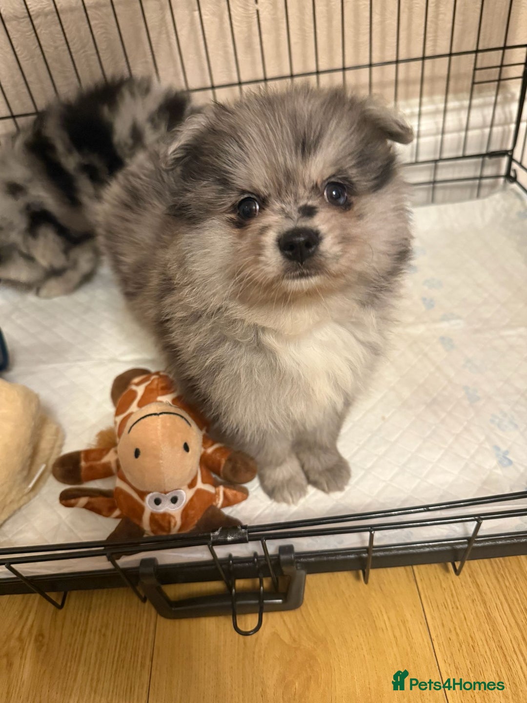 Pomeranian dogs for sale: Pom Puppies - Advert 15