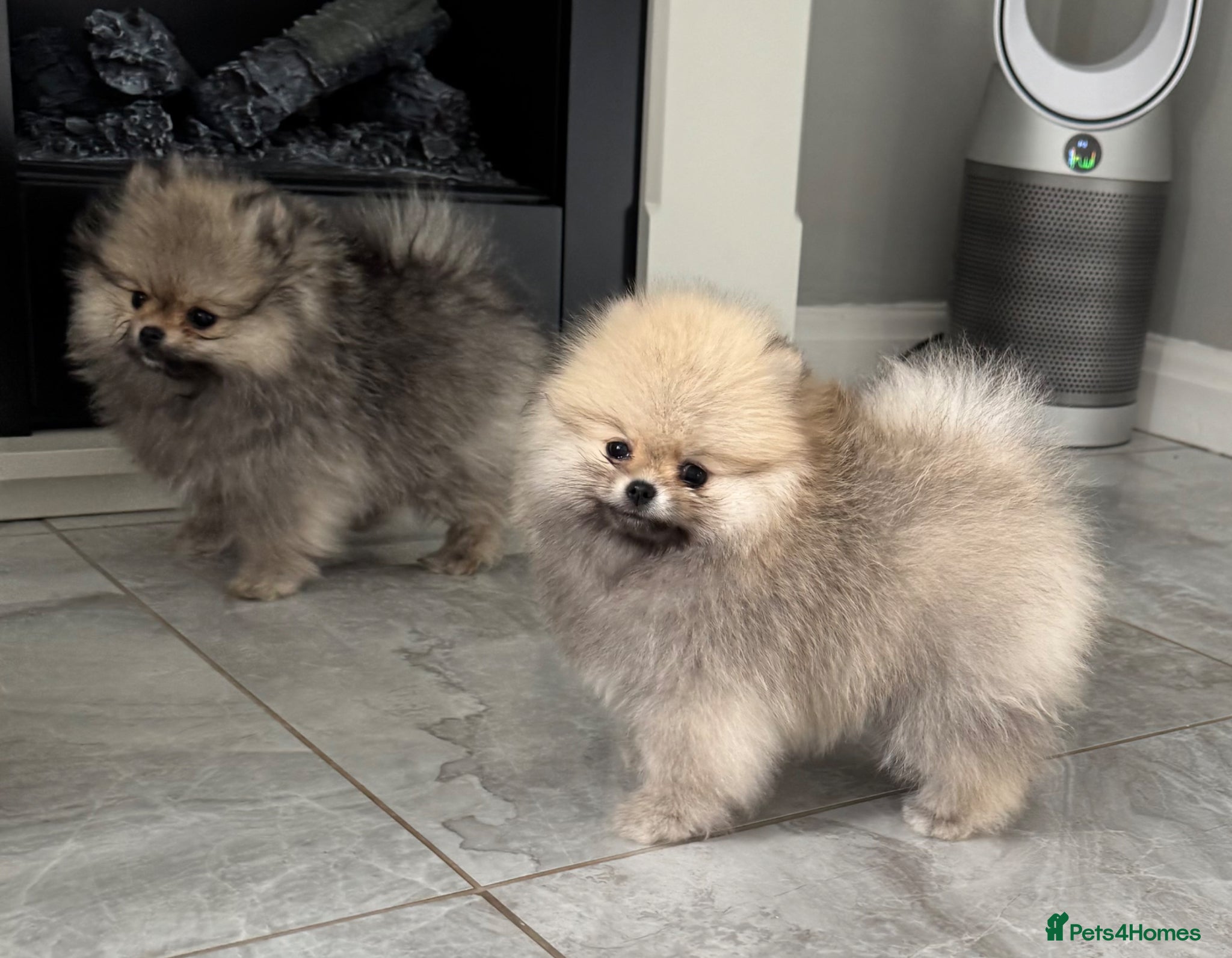 Pomeranian dogs TINY Champion Lines Teddy Faced Pomeranians  - Advert 2