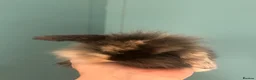 Mini Lion Lop rabbits for sale: Mini Lion Lop Rabbits – Ready This Weekend 🐰 - Advert 20