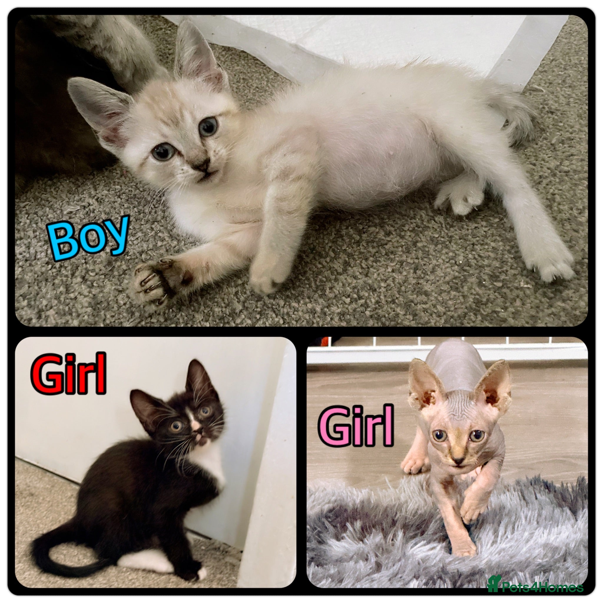 Sphynx cats Last 3 - Ready Now - Rare Sphynx Cross Kittens  - Advert 8
