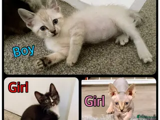 Sphynx cats Last 3 - Ready Now - Rare Sphynx Cross Kittens - Advert 8