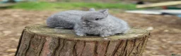 Netherland Dwarf rabbits for sale: Purebred Netherland dwarf - Advert 5