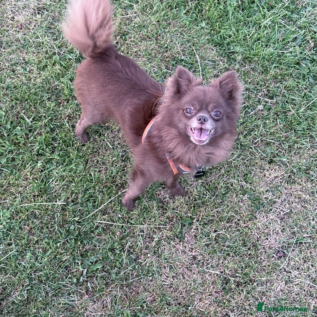 Chihuahua dogs for stud: Oscar for stud  in Warrington - Image 11