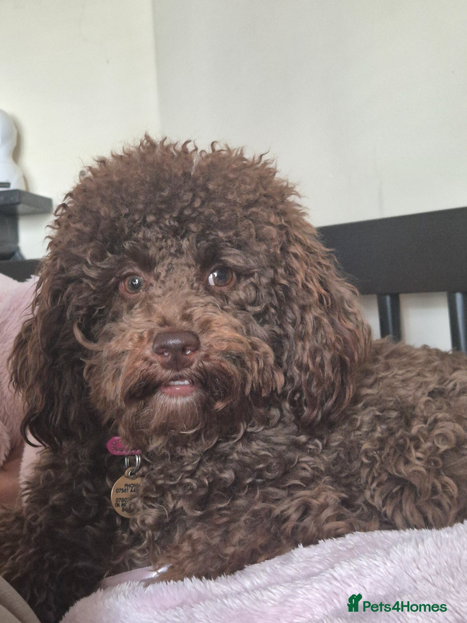 Miniature Poodle dogs Miniature poodle chocolate brown - Advert 8