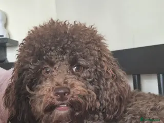 Miniature Poodle dogs Miniature poodle chocolate brown - Advert 6