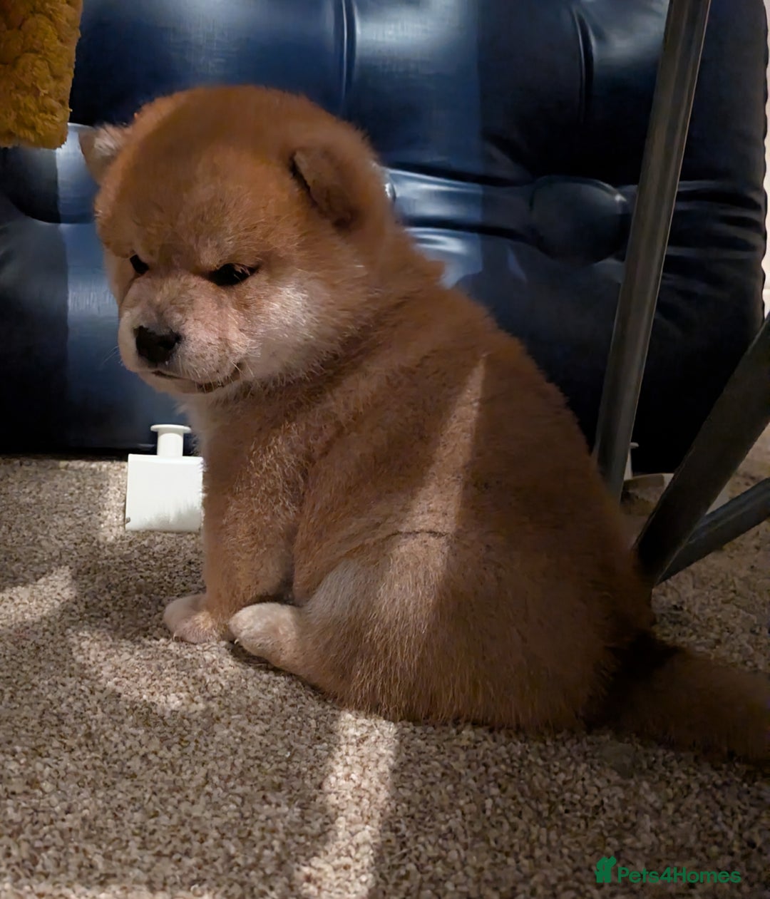 Japanese Shiba Inu dogs for sale: Japanese shiba inu - Image 10