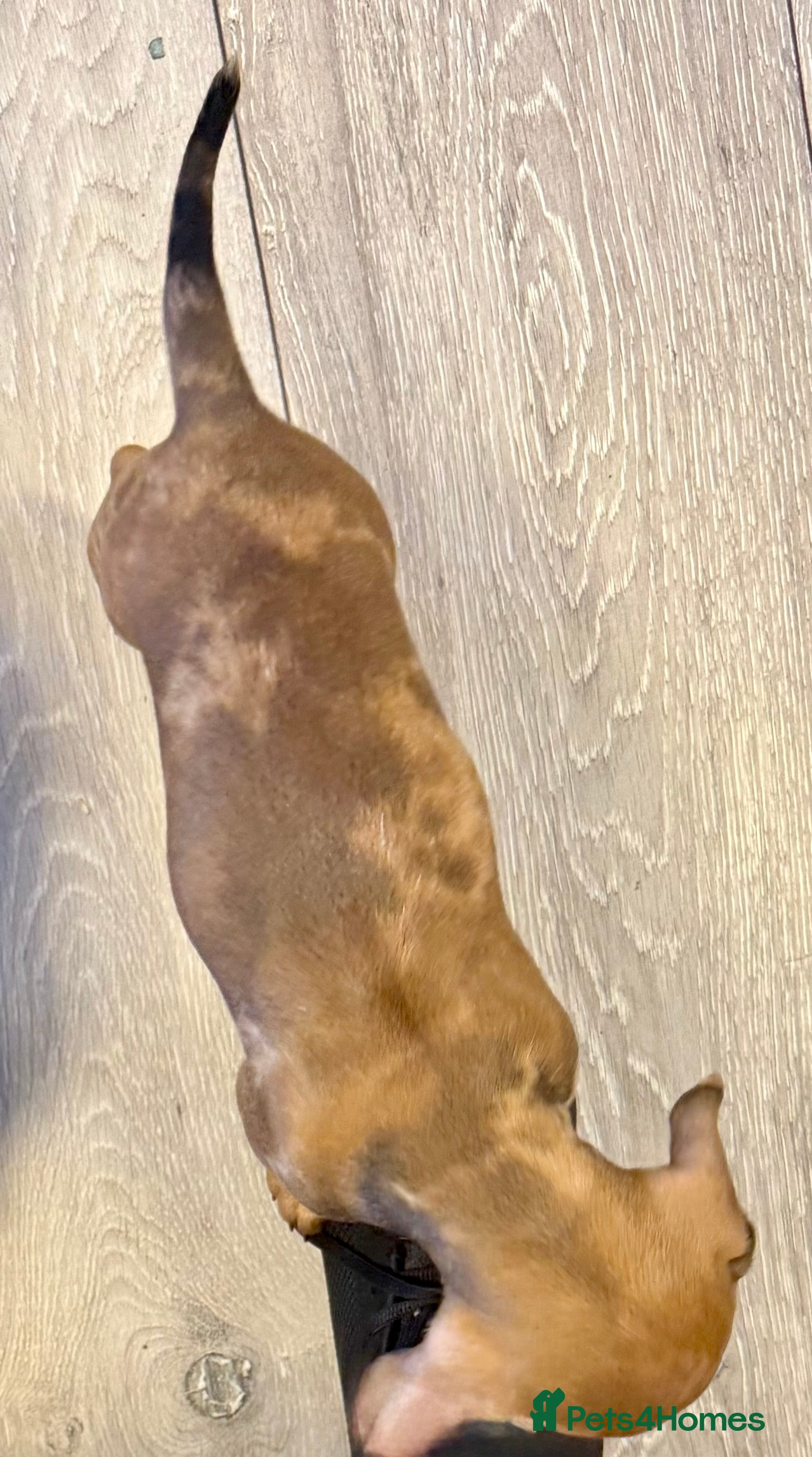 Dachshund dogs Dachshund puppies - Advert 2