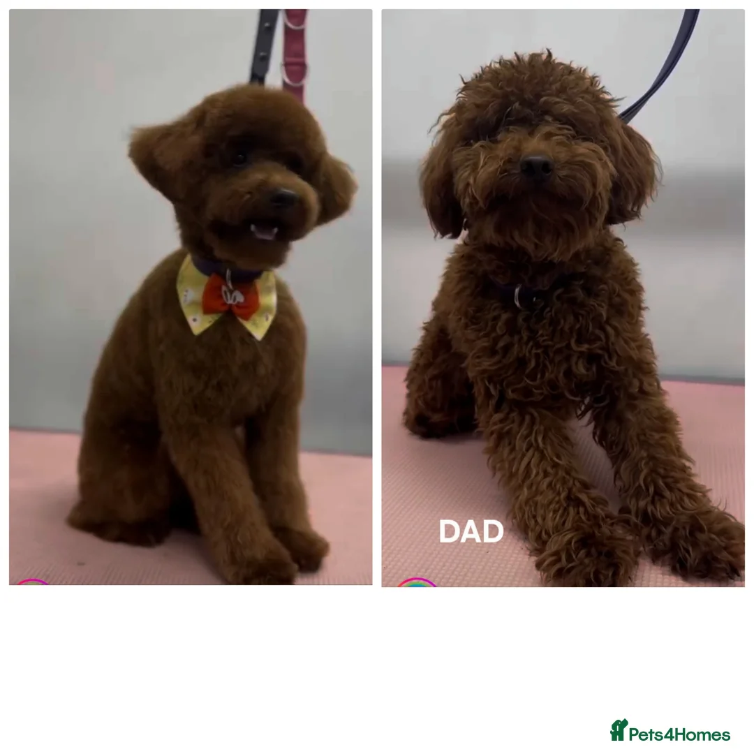 Cavapoo dogs for sale:   🐶 F1b Cavapoo Puppies Dark Red KC Dad DNA Mum  - Advert 24