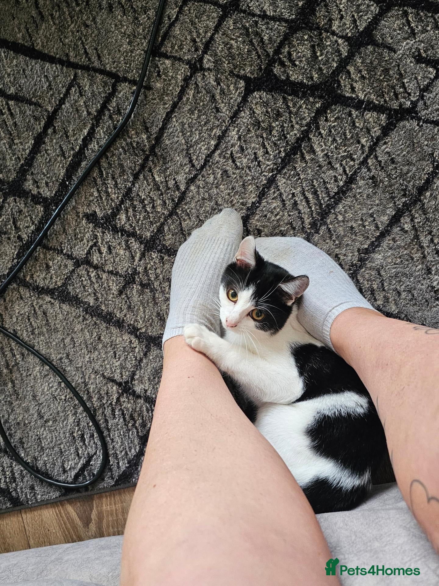 Mixed Breed cats Beautiful black and white male  - Advert 1