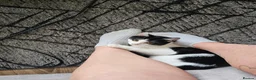 Mixed Breed cats for sale: Beautiful black and white male  - Advert 1