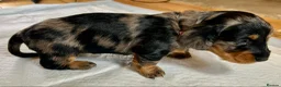 Miniature Dachshund dogs for sale: ✨ Miniature Long Haired Dachshund Puppies  ✨ - Advert 4