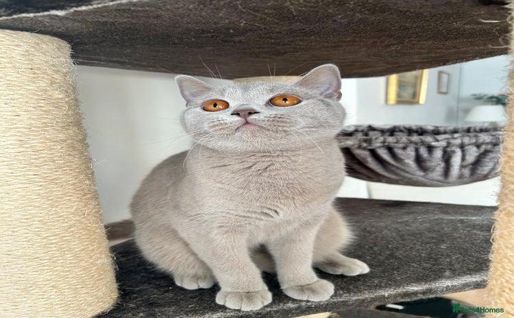 British Shorthair cats - Advert 2