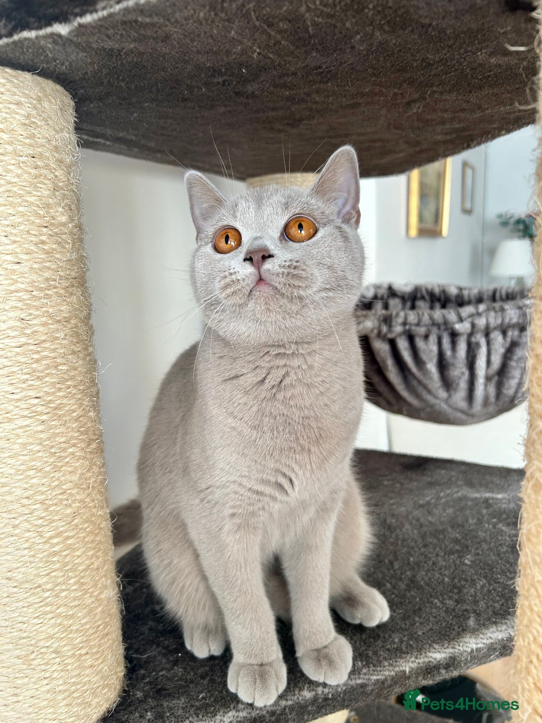 British Shorthair cats for sale: British shorthair female - Image 1
