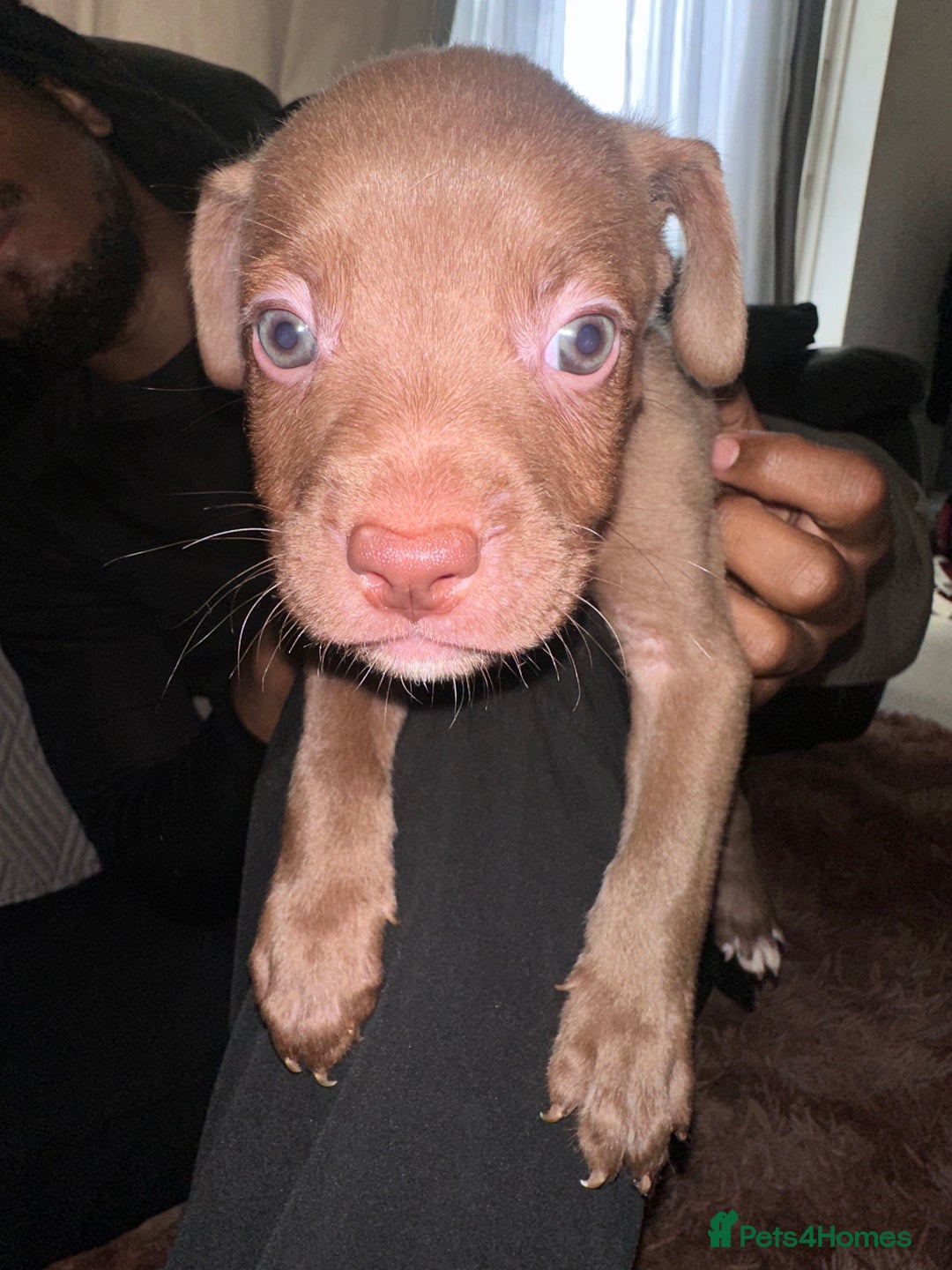 Mixed Breed dogs for sale: Mixed breed for cheap  - Image 24