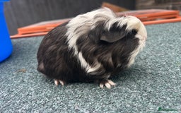Guinea Pig rodents for sale: Beautiful Baby Guinea pigs to reserve  - Image 5