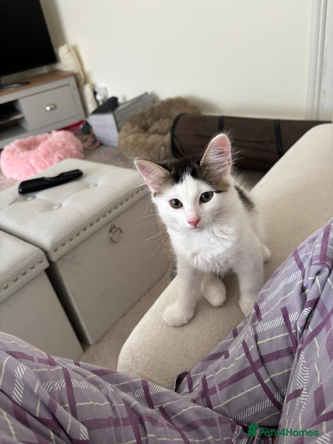 Mixed Breed cats for adoption: 4x 10 week rescue kittens waiting for homes - Image 4