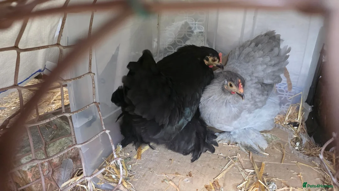 Chickens poultry for sale: Two Pekin Bantam hens - Advert 1