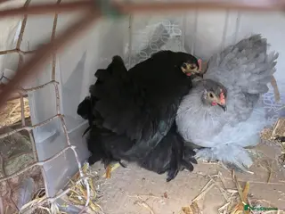 Chickens poultry Two Pekin Bantam hens - Advert 1