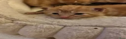 Domestic Shorthair cats for sale: 3 gorgeous Ginger Boys and one Black - Advert 16