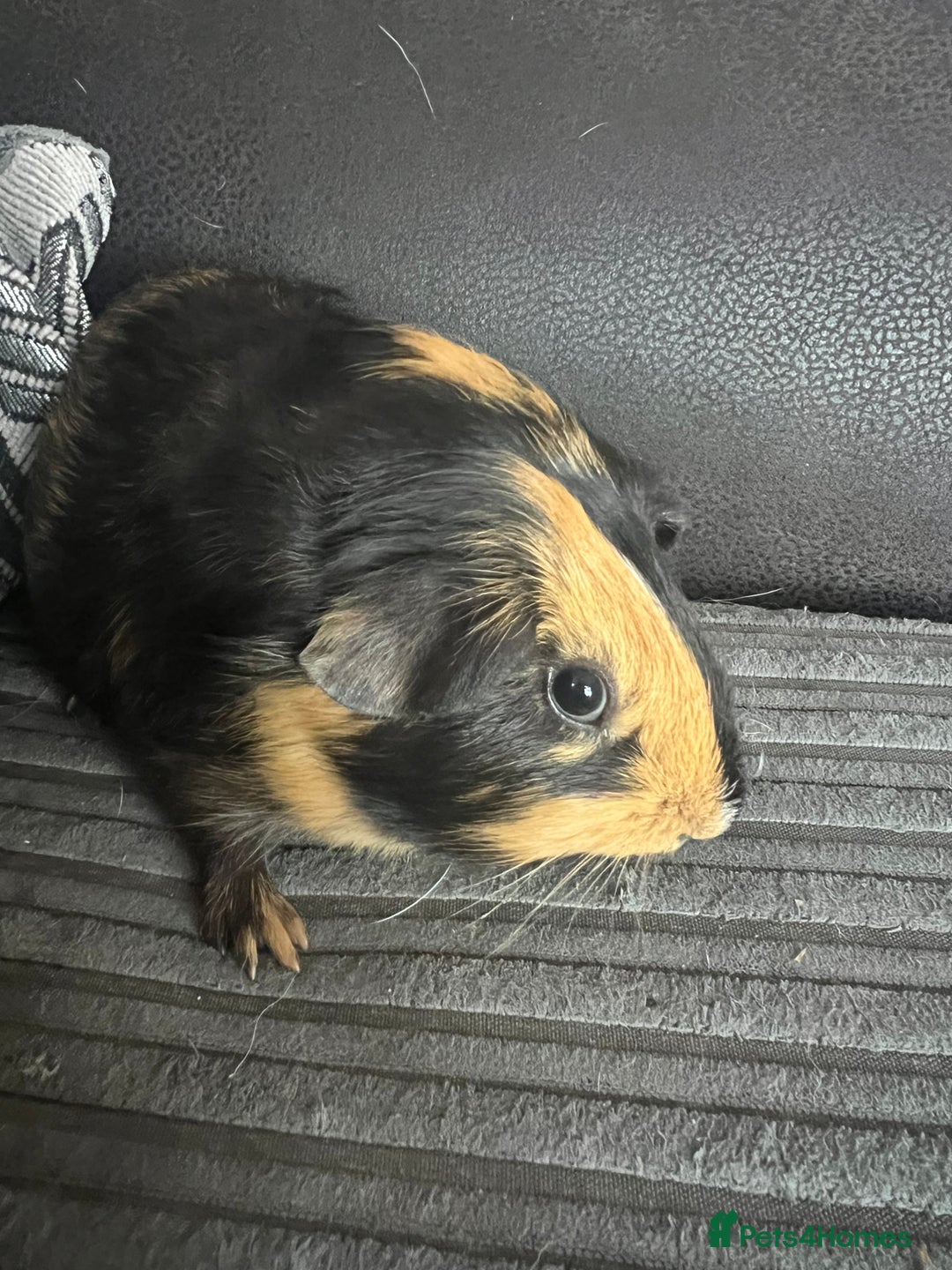 Guinea Pig rodents for sale: beautiful boy and girl  - Image 2