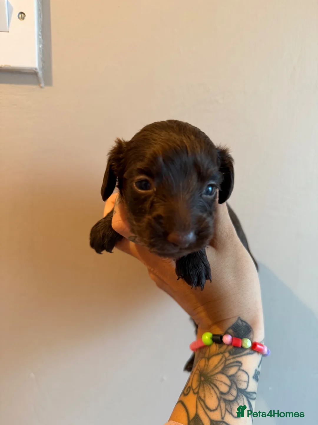 Mixed Breed dogs for sale: Doxiepoo pups  in Burton-on-Trent - Advert 6