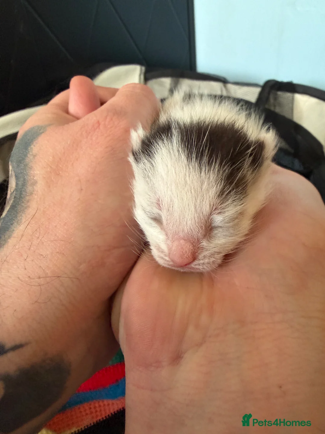 Mixed Breed cats for sale: Gorgeous boy looking for his forever home - Advert 2
