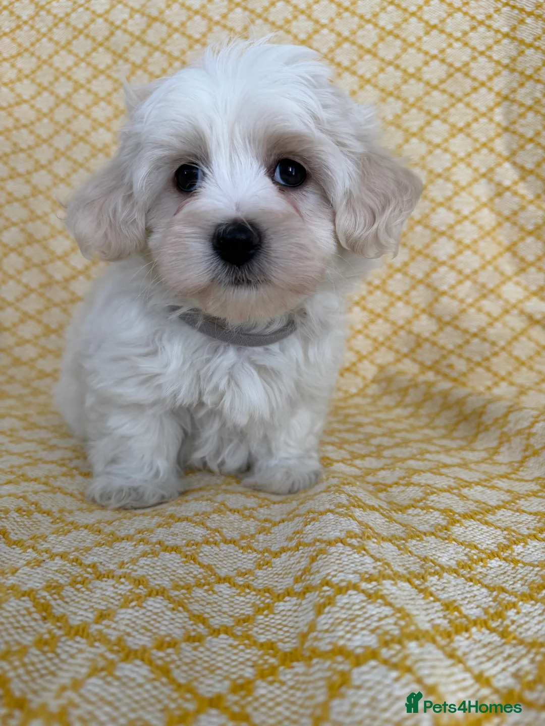 Maltipoo dogs for sale: Beautiful happy health tested Maltipoo fur babies  - Advert 16
