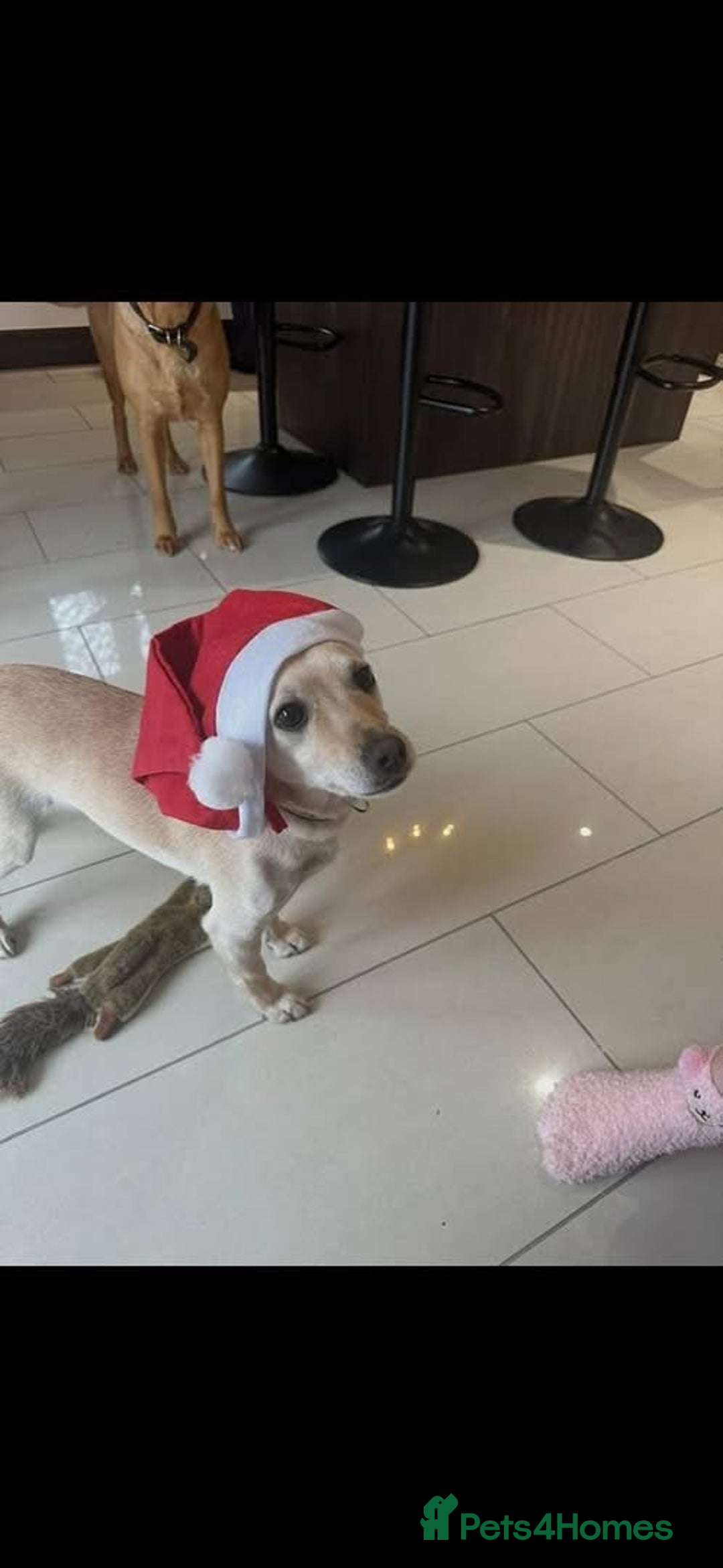 Mixed Breed dogs for adoption: Chester the little boy  - Advert 3