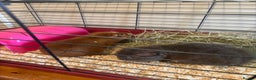 Guinea Pig rodents for sale: Guinea Pigs  - Advert 1