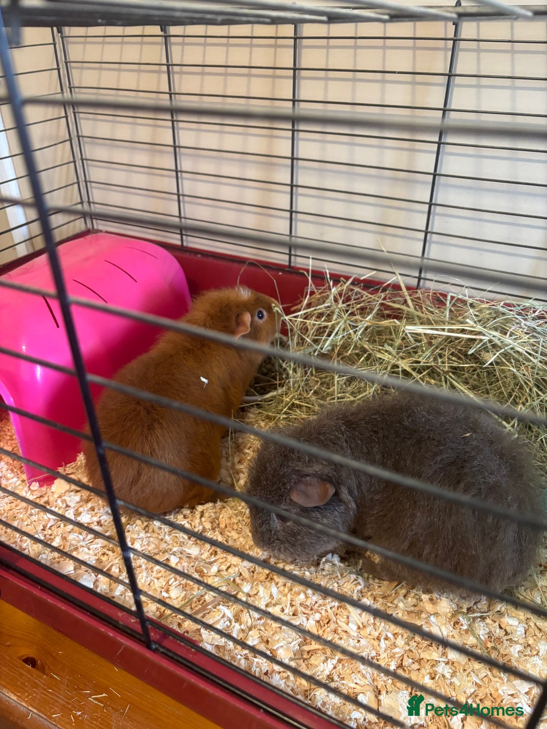 Guinea Pig rodents for sale: Guinea Pigs  - Advert 1