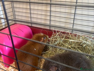 Guinea Pig rodents Guinea Pigs - Advert 1