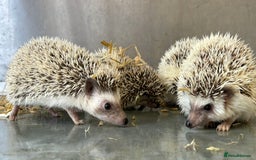 Pygmy Hedgehog rodents for sale: Baby African Pygmy hedgehogs  - Advert 7