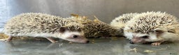 Pygmy Hedgehog rodents for sale: Baby African Pygmy hedgehogs  - Advert 7