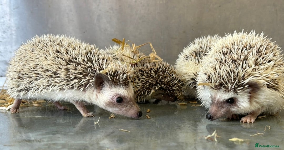 Pygmy Hedgehog rodents for sale: Baby African Pygmy hedgehogs  - Advert 7