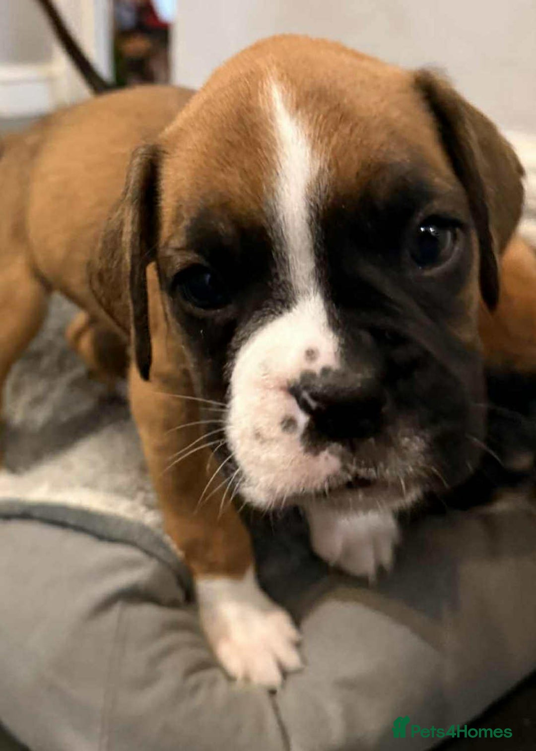 Boxer dogs for sale: Gorgeous litter of red and white boxers.  - Image 37