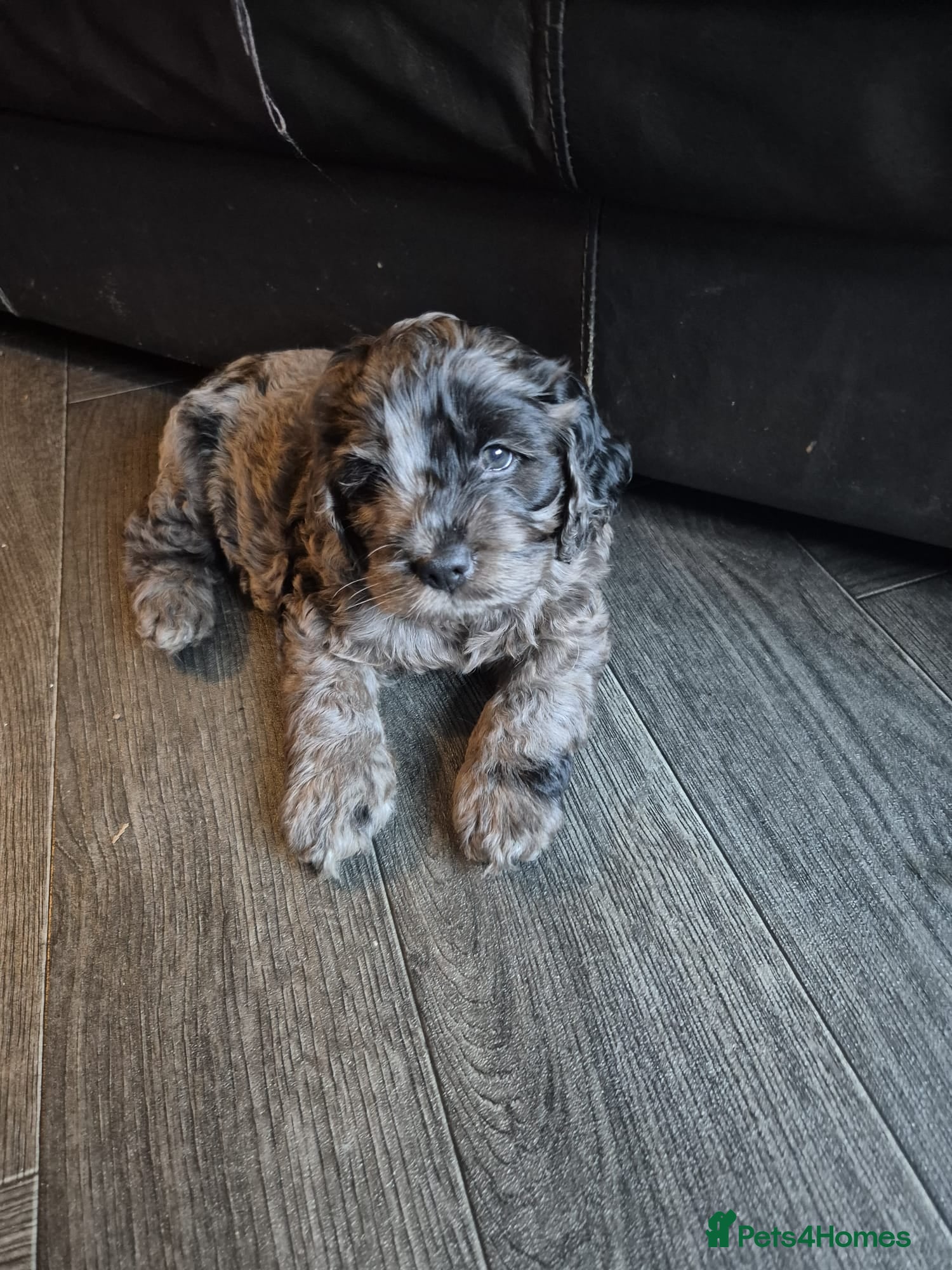 Cockapoo dogs Cockapoo puppies  - Advert 18