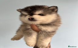 Pomsky dogs for sale: *WAITLIST OPEN* Pomsky puppy *FOUND HOMES* - Image 7