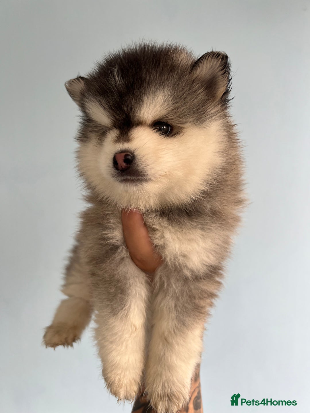 Pomsky dogs for sale: *WAITLIST OPEN* Pomsky puppy *FOUND HOMES* - Image 7